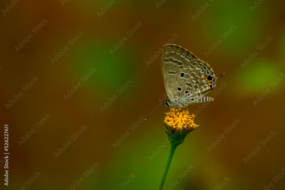 Obraz premium butterfly on a flower