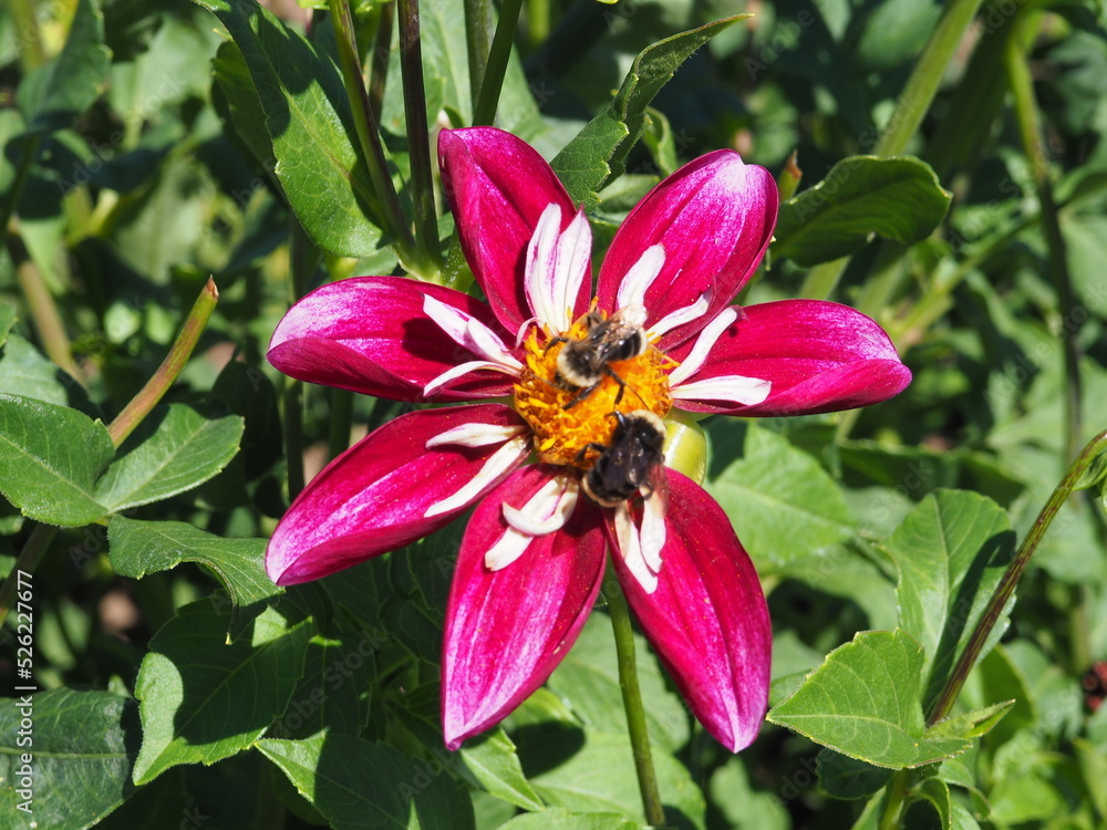 Swan Island Dahlias Swan Island Dahlias