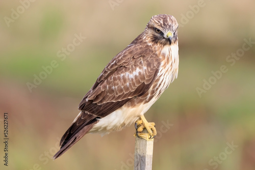 Japanese buzzard waiting for an opportunity to take off on a perch