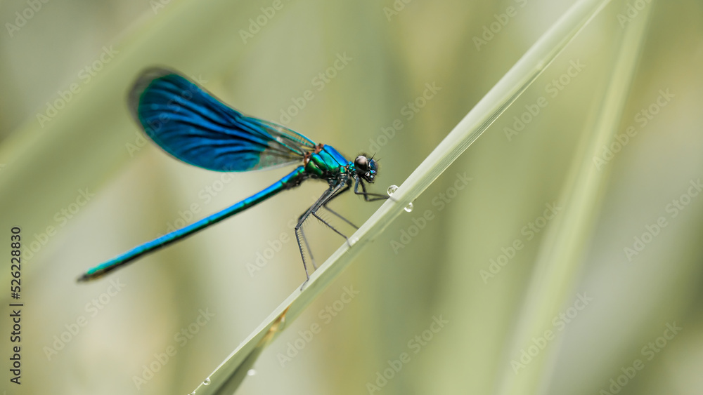Świtezianka błyszcząca (Calopteryx splendens)
Banded demoiselle Świtezianka błyszcząca (Calopteryx splendens)
Banded demoiselle