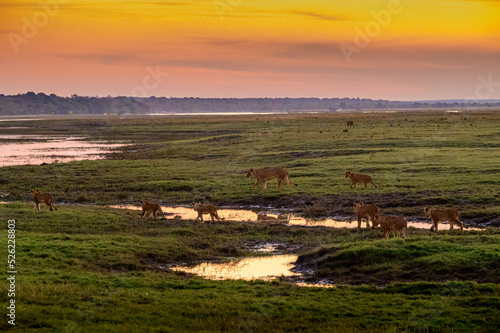 Lion pride at the bank of Chobe river in Kasane, Botswana. Chobe national park safari.