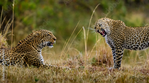 Two Leopard aggressive stance before fight in Maasai mara, Kenya.