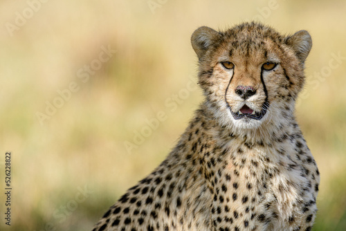 cheetah portrait close up in the savannah