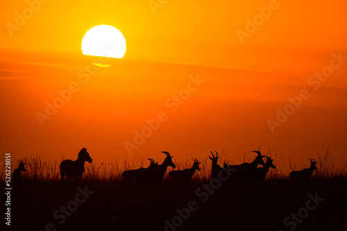 silhouette of Zebra and Topi antelope against sunrise in Maasai Mara  Kenya.