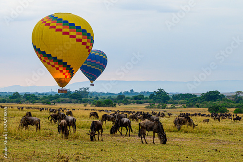 hot air balloon safari in Maasai mara, Kenya with wildebeest grazing beneath.