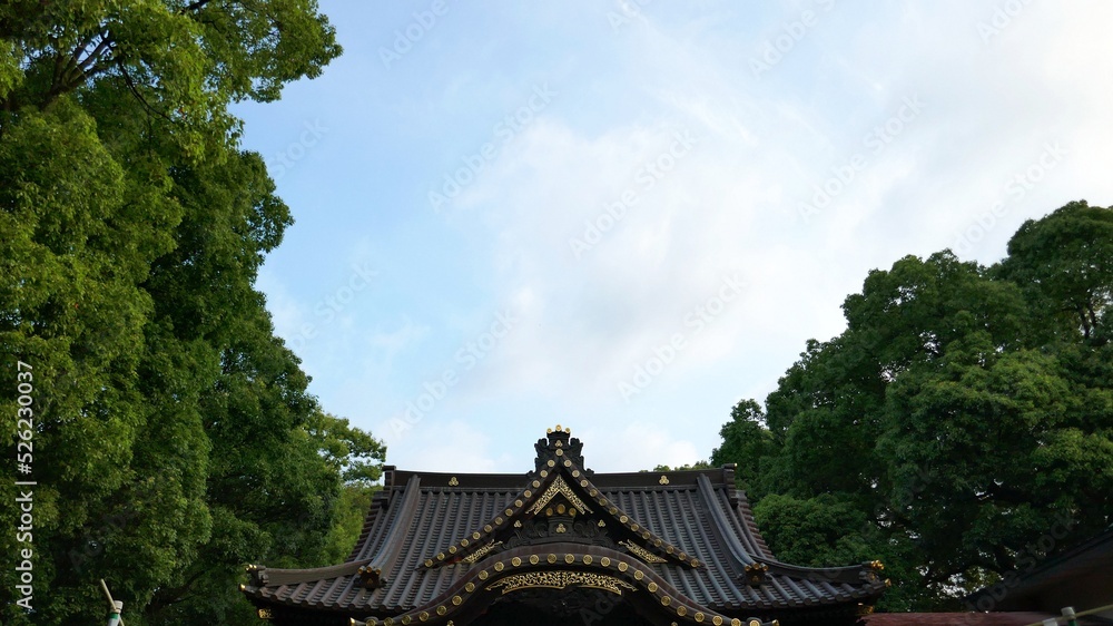 Fototapeta premium 神社の木々の間から覗く青い空