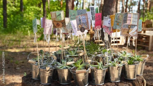 Alpenglow or vera higgins succulents in small decorated galvanized buckets arranged on a stump in pine forest. Pots with succulent aloe flowers as presents for wedding guests on ceremony venue. photo