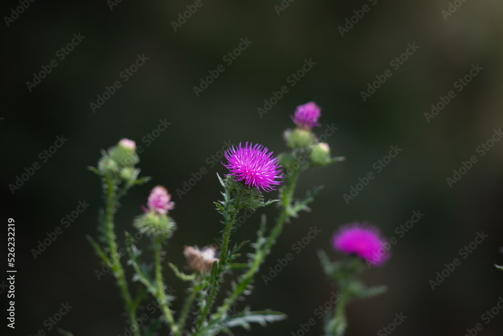 Milk thistle flower on a green background Milk thistle flower on a green background