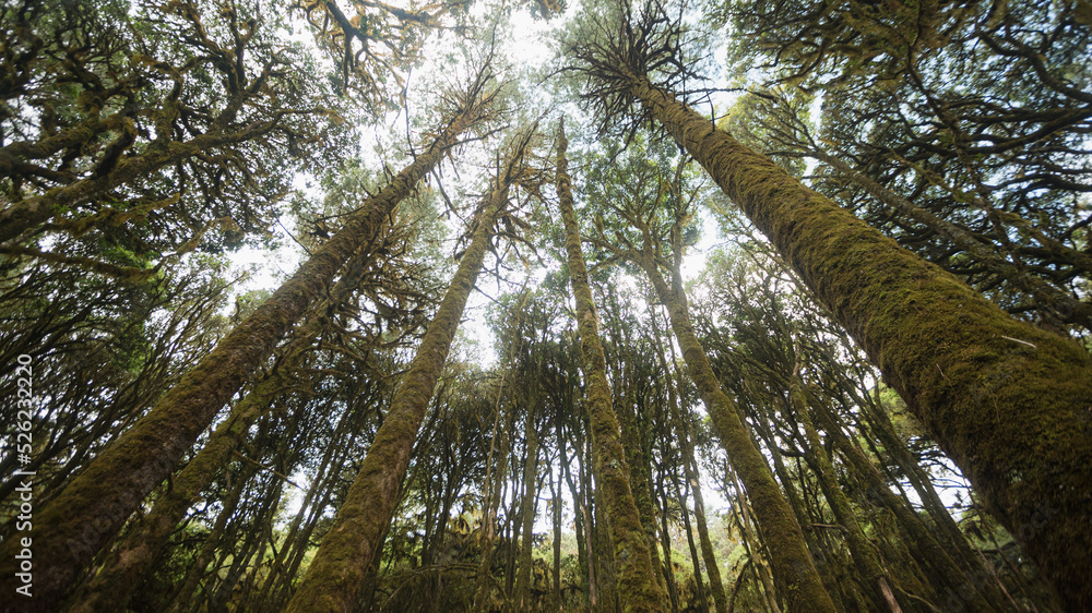 Fototapeta premium Bosque Mesófilo, Ixtlán, Oaxaca.