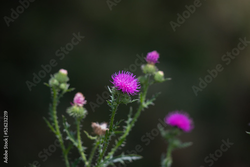 Milk thistle flower on a green background