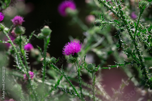 Milk thistle flower on a green background