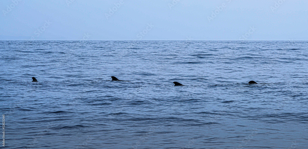 Fototapeta premium 2021. Tenerife, Fins by Los Gigantes. Short-finned pilot whale.