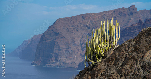 Tenerife. Los Gigantes with cactus.