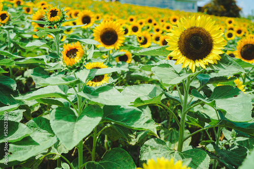 あわじ花さじき　ひまわりのアップ