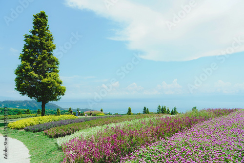 あわじ花さじき　天空の花壇