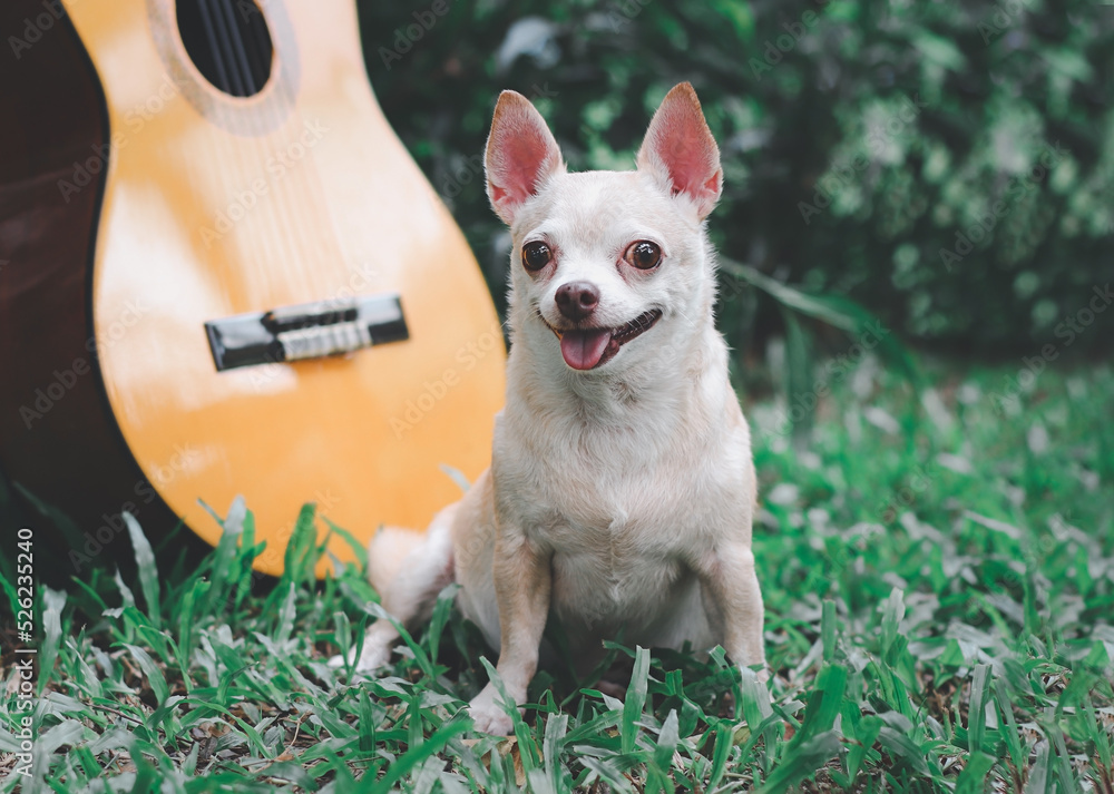 happy brown short hair chihuahua dog sitting on green grass with acoustic guitar in the garden, smiling with his tongue out happy brown short hair chihuahua dog sitting on green grass with acoustic guitar in the garden, smiling with his tongue out
