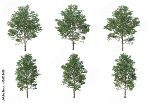 Tree on a transparent background 