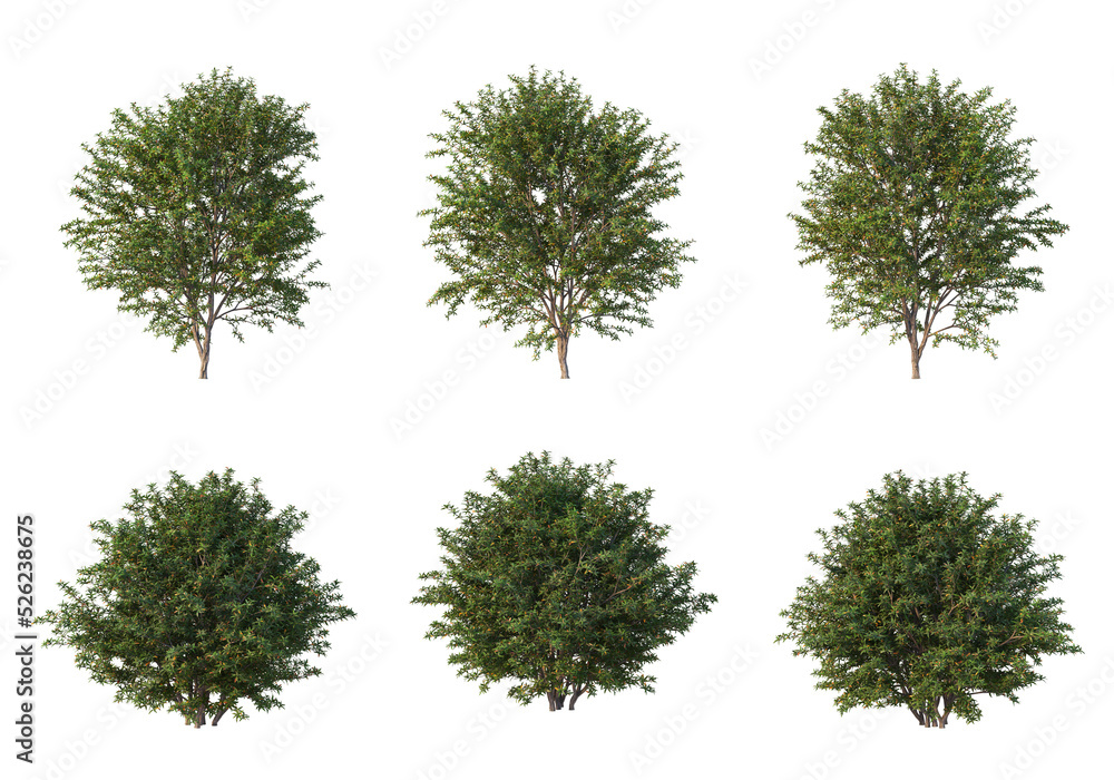 Shrubs and grass on a transparent background
