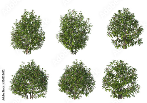 Shrubs and grass on a transparent background 