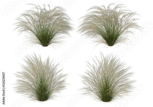 Shrubs and grass on a transparent background 