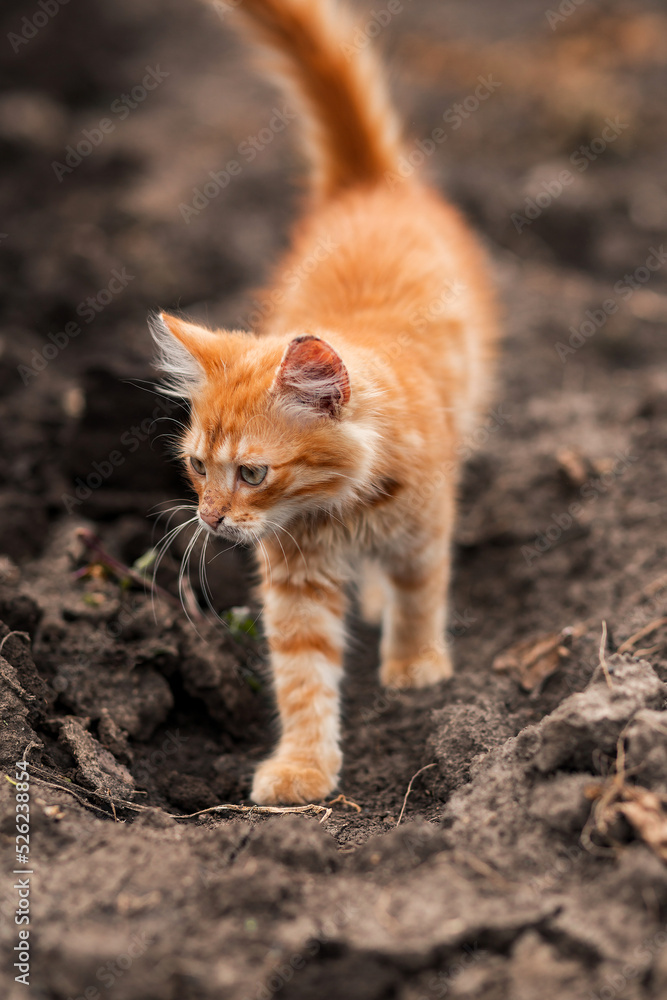 Fluffy red cat in the garden. pet shop, animal husbandry, pets