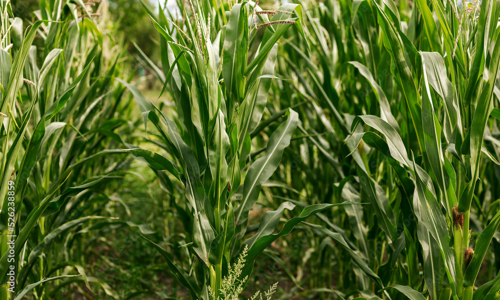 Corn grows in the garden. Agriculture, agronomy, industry Corn grows in the garden. Agriculture, agronomy, industry