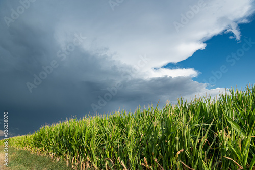 Formation de cumulonimbus d orage au dessus d un champ de ma  s. Ciel tr  s nuageux  arriv  e de la pluie