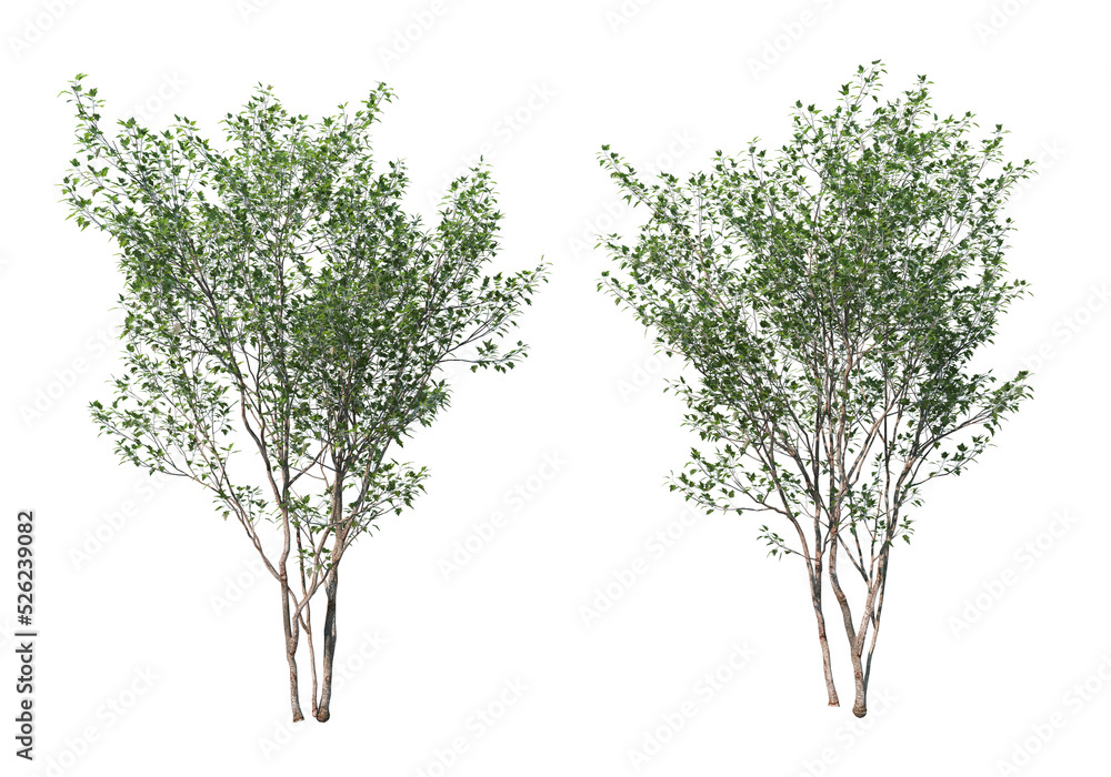Obraz premium Tree on a transparent background 