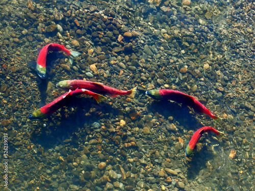 Group of Sockeye Salmon over gravel bed at spawning grounds, top view