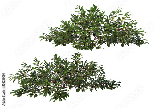 Shrubs and bush on a transparent background 