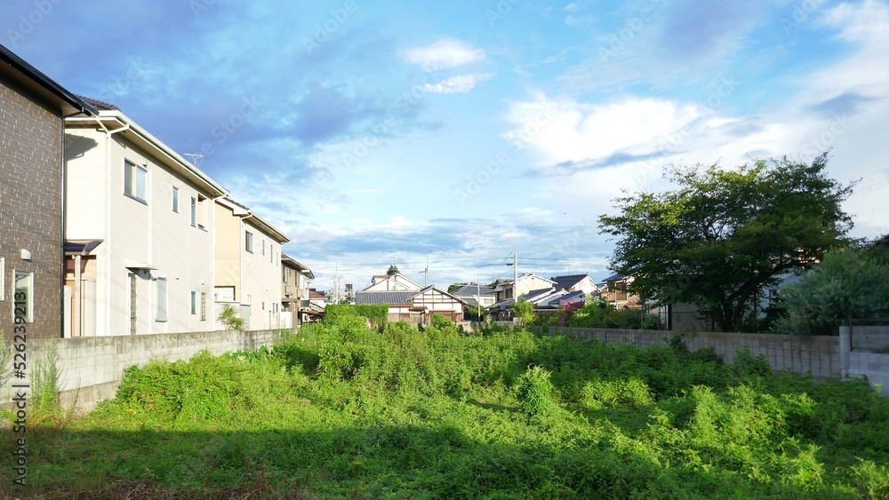 雑草が多い茂る早朝の空き地から空を望む