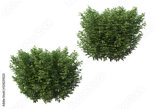 Print op canvas Shrubs and bush on a transparent background