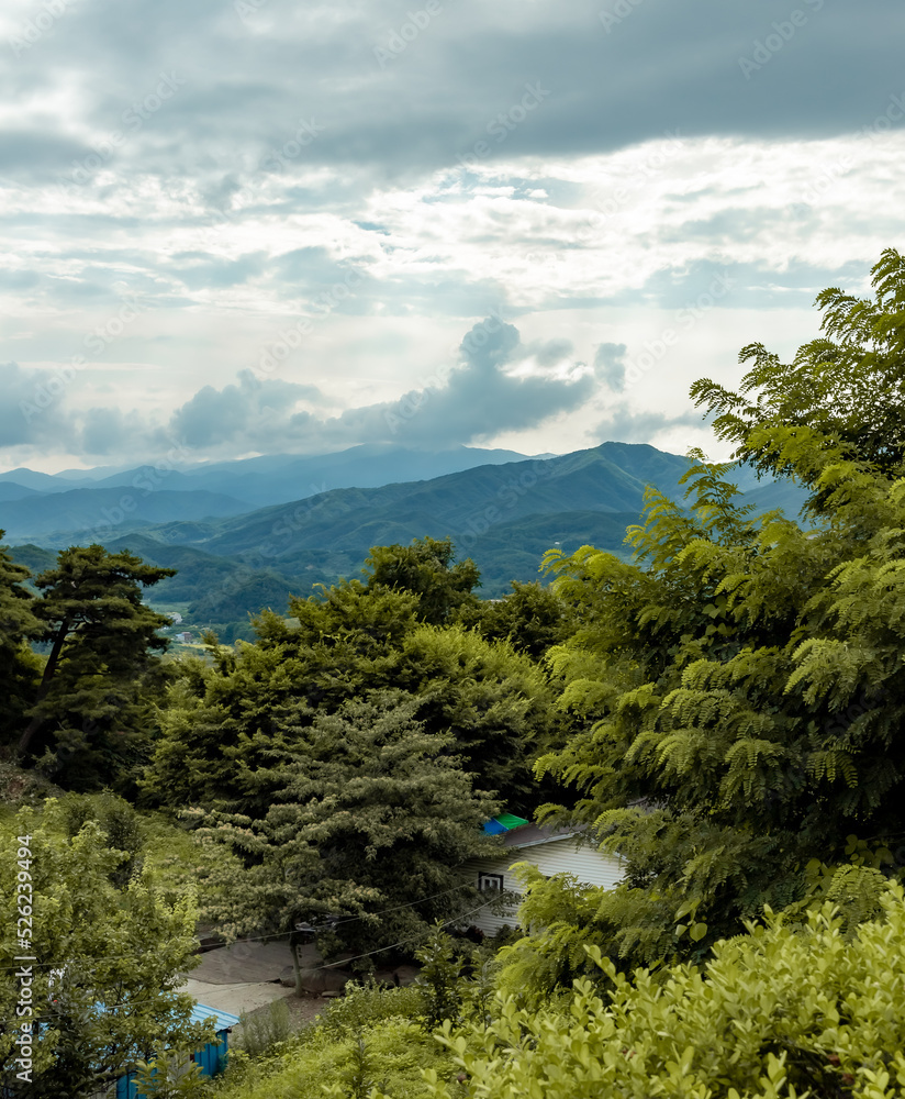 Lush tree forest and mountain view on a cloudy summer day in South Korea