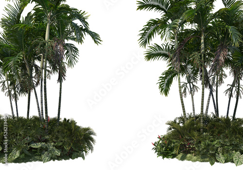 Tropical plants on a transparent background 