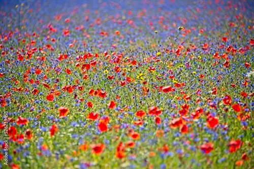Fields of Wildflowers of Castelluccio, Italy © JonShore