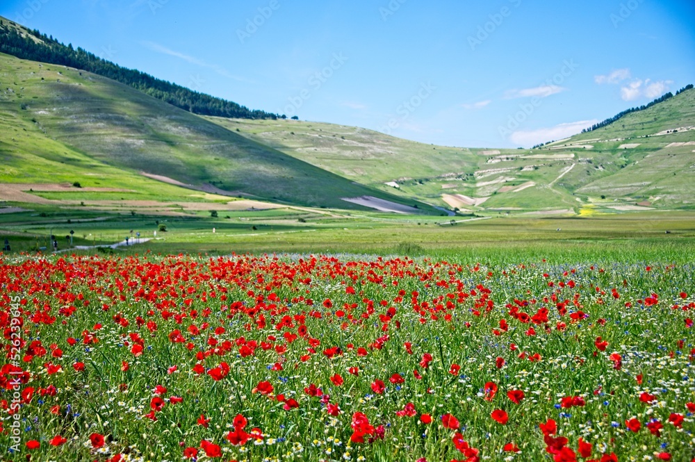 Fields of Wildflowers of Castelluccio, Italy