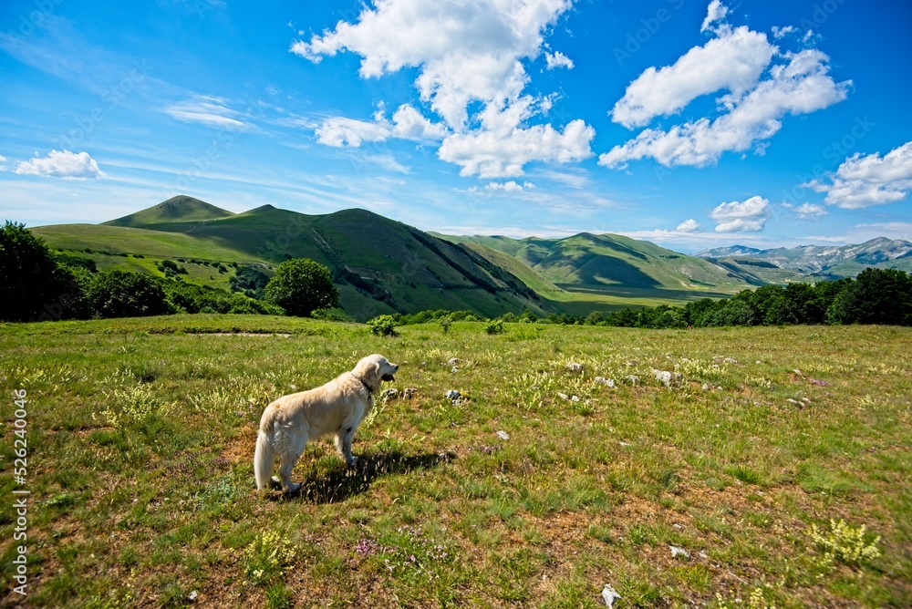 Fototapeta premium Billy the Golden Retriever in the Mountains of Italy