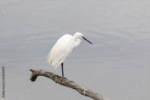 Egretta garzetta, egretta bianca o garzetta bianca, uccello bianco con il becco e le zampe nere sopra un ramo sulla laguna del mare di marano lagunare.  photo