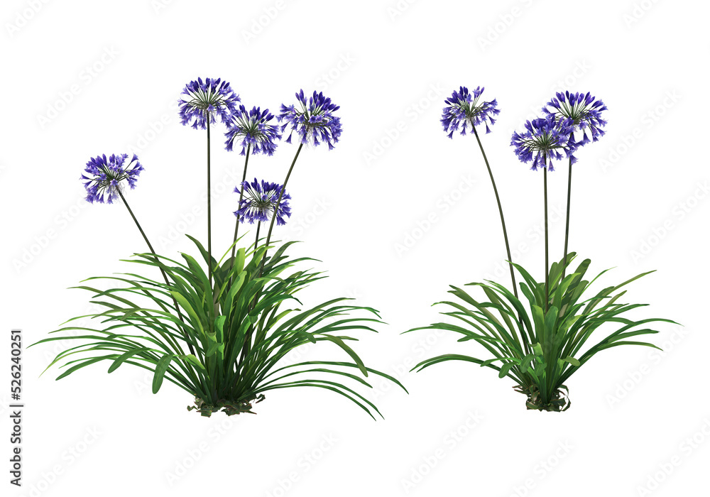 Fototapeta premium Tropical plants on a transparent background 