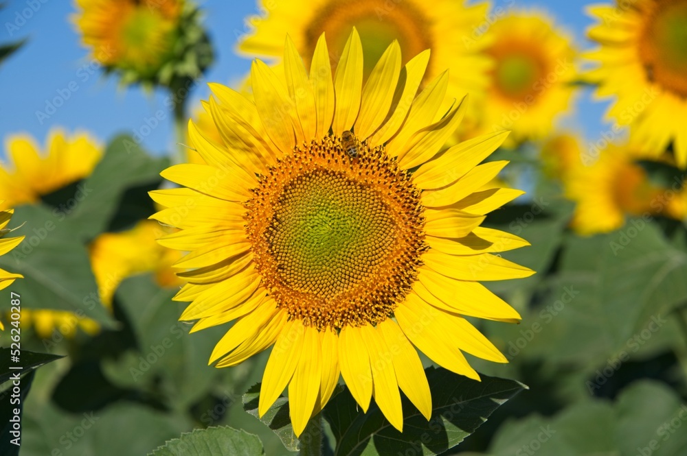 Summer Sunflowers in Umbria Italy