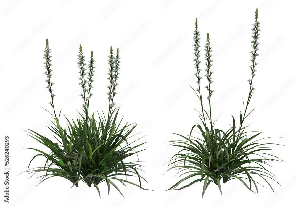 Tropical plants on a transparent background
Tropical plants on a transparent background