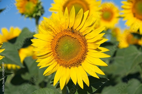 Summer Sunflowers in Umbria Italy