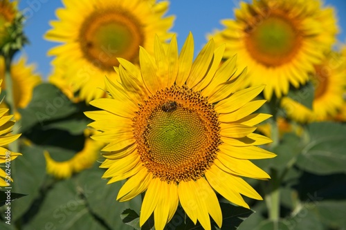 Summer Sunflowers in Umbria Italy