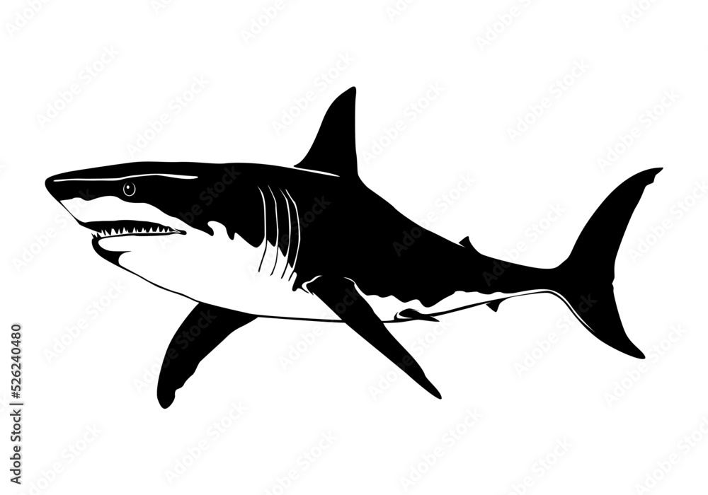 Obraz premium Vector illustration of a shark