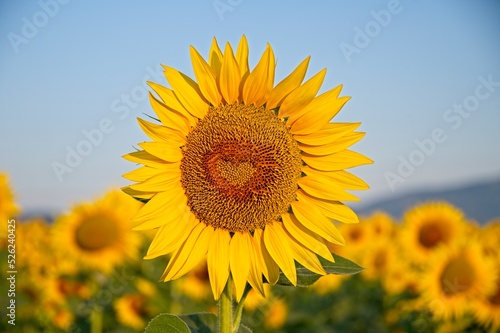 Summer Sunflowers in Umbria Italy with Heart