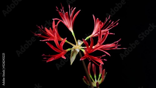 Time lapse footage of red Lycoris radiata spider lily magic lily equinox flower or higanbana growing blossom from bud to full blossom isolated on black background, 4k video, close up b roll shot. photo