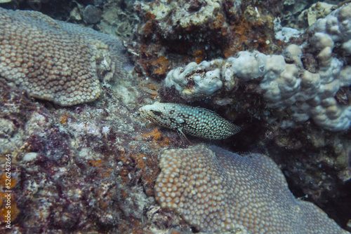 A reef grouper hiding in the corals, Indo-pacific Ocean Koh Tao Island, Thailand © Emmeli