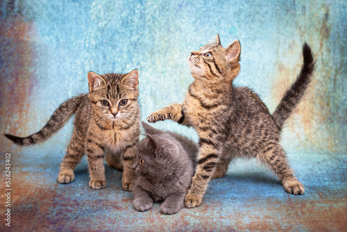 Three cute kittens, one gray and two striped, sit next to each other on a blue background. Kittens carefully watch the toy behind the scenes with curious eyes