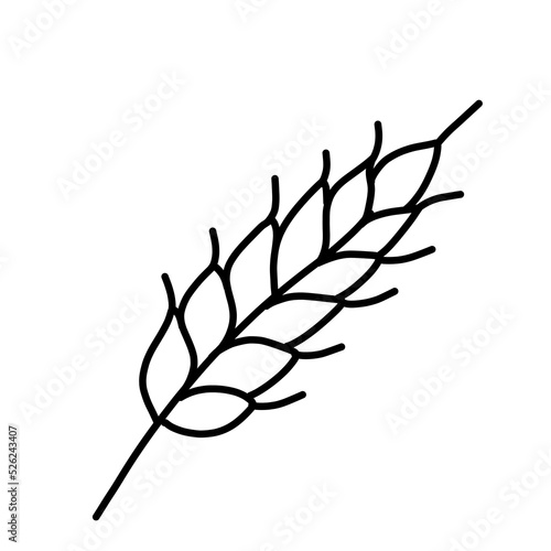 Oats and wheat, rye and barley spikelet. Vector doodle illustration.