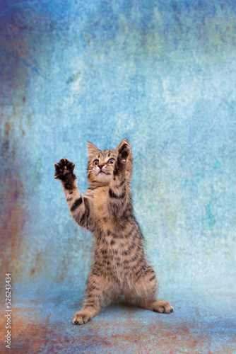 Canvas-taulu Funny little kitten is standing on its hind legs at the moment of the game